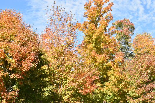 autumn trees and sky