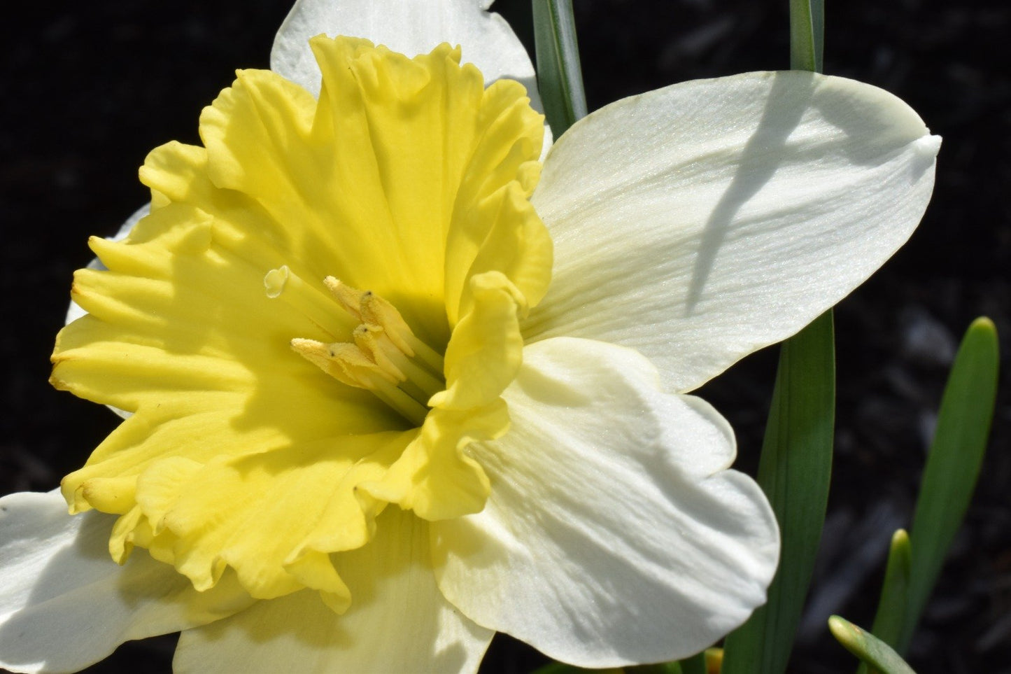 Closeup shot of yellow narcissuses under the sunlight