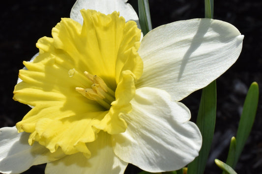 Closeup shot of yellow narcissuses under the sunlight