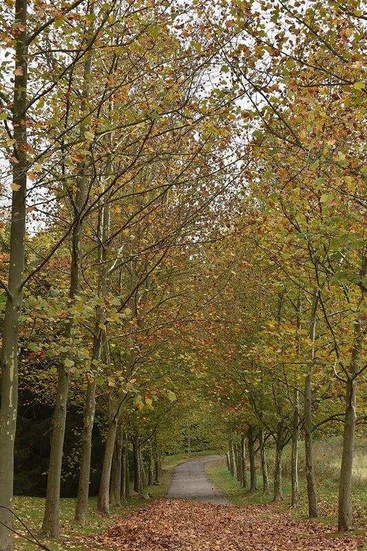 breathtaking autumn scene with a path in the forest