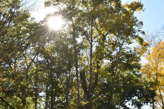 hidden Sunshine in forest