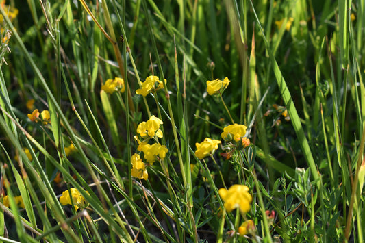 Yellow Flowers