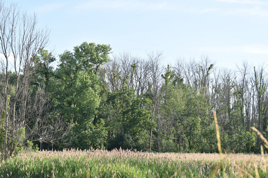 Green Trees