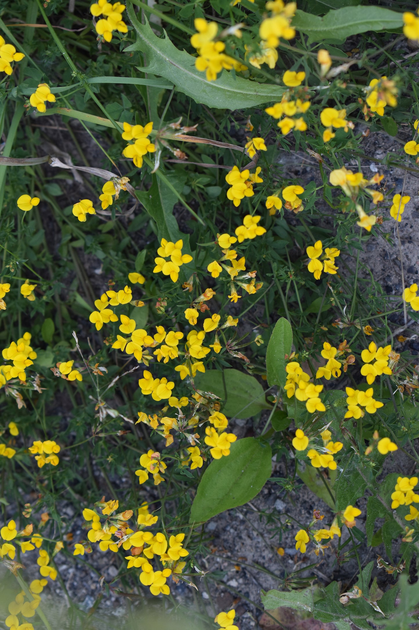 Yellow Flowers