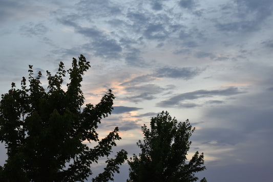 Sky With Trees