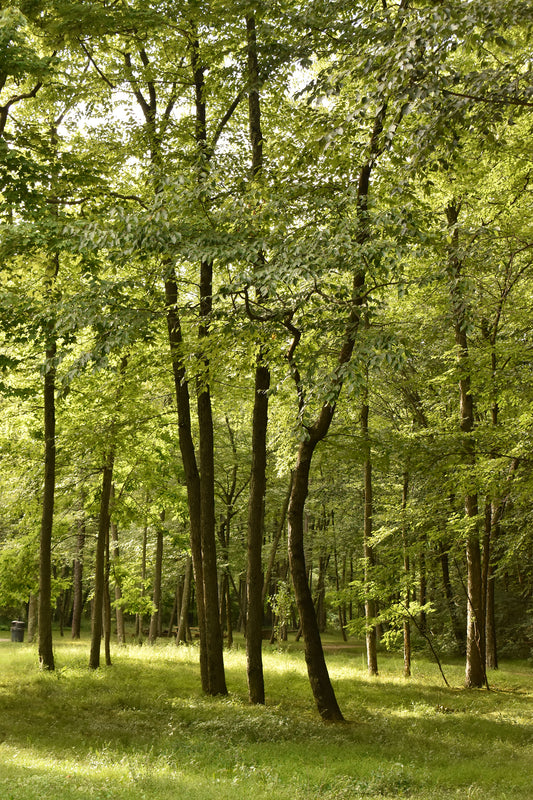 Green Tree