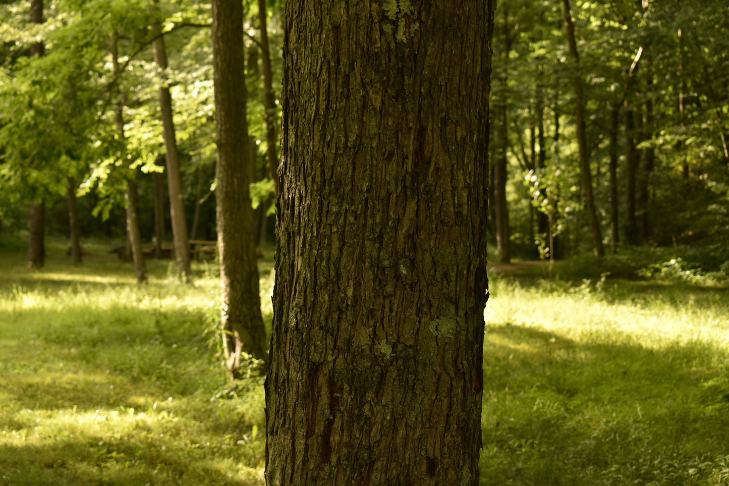 Tree In The Middle Of forest