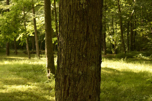 Tree In The Middle Of forest