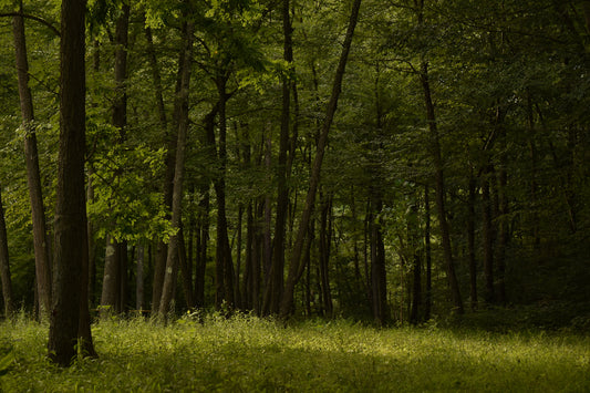 Green Forest