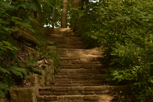 Stairs In Forest