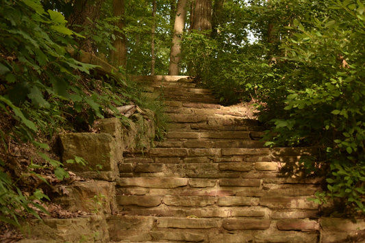 Stairs In The Middle Of Forest