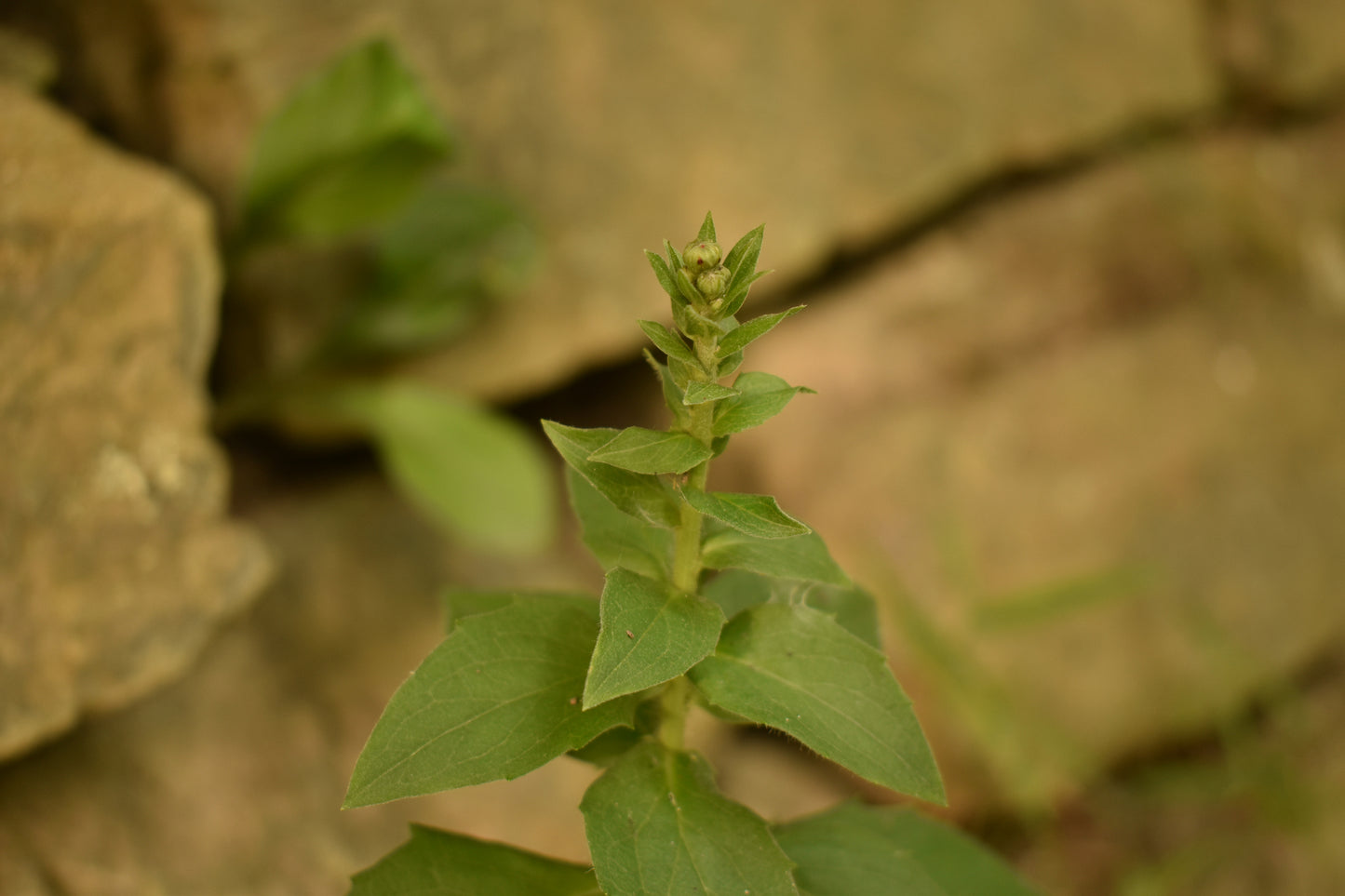 Green Leaf