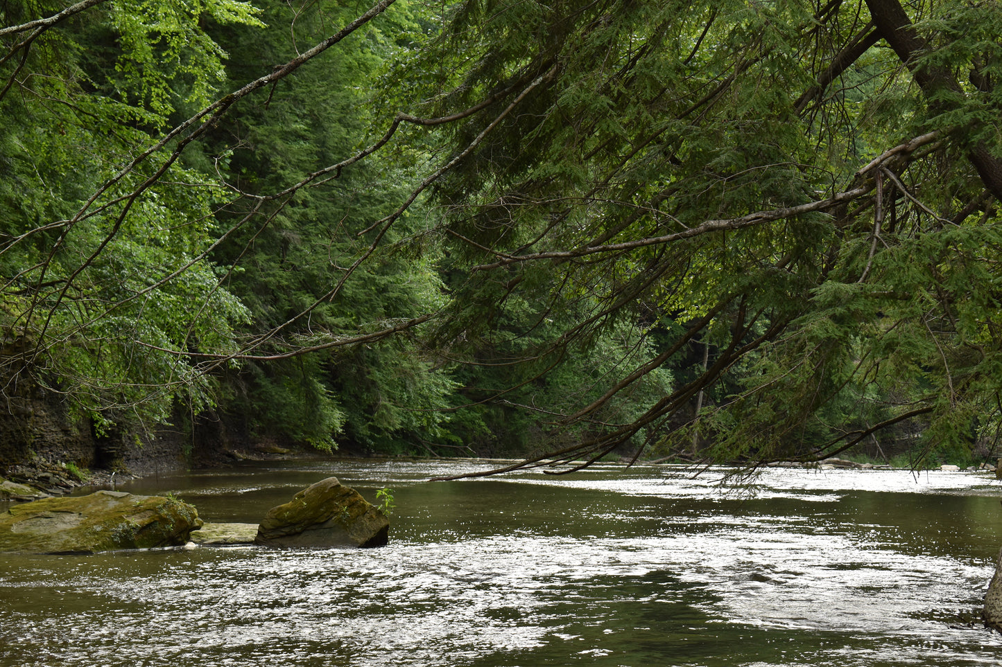 River In The Forest