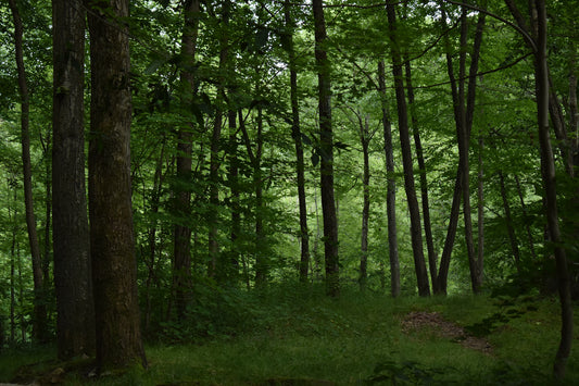 Green Trees In The Forest