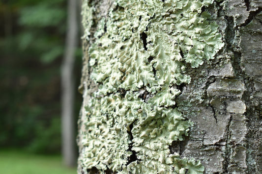 Tree Trunk