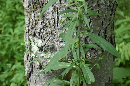 Green Leaf On The Tree