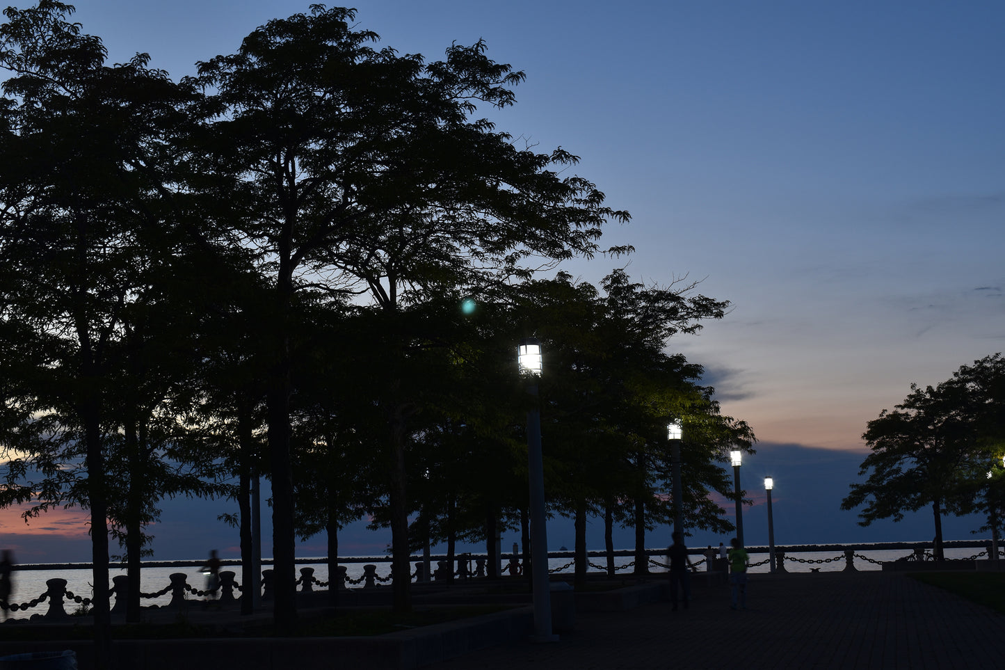 Dark Shot Of The Trees