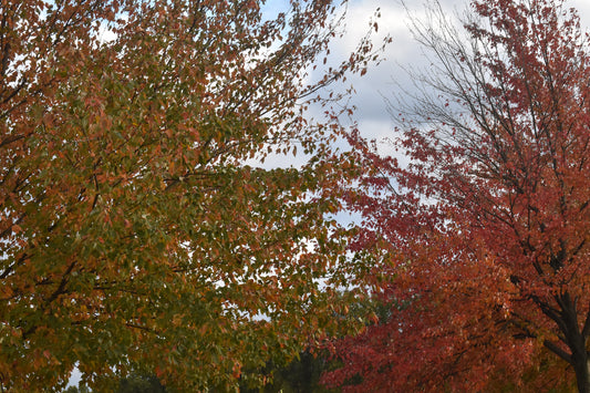 Autumn Tree