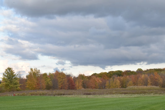 Autumn with green Meadow