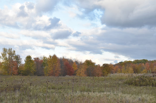 autumn meadow