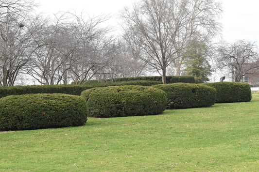 big bushes in the meadow