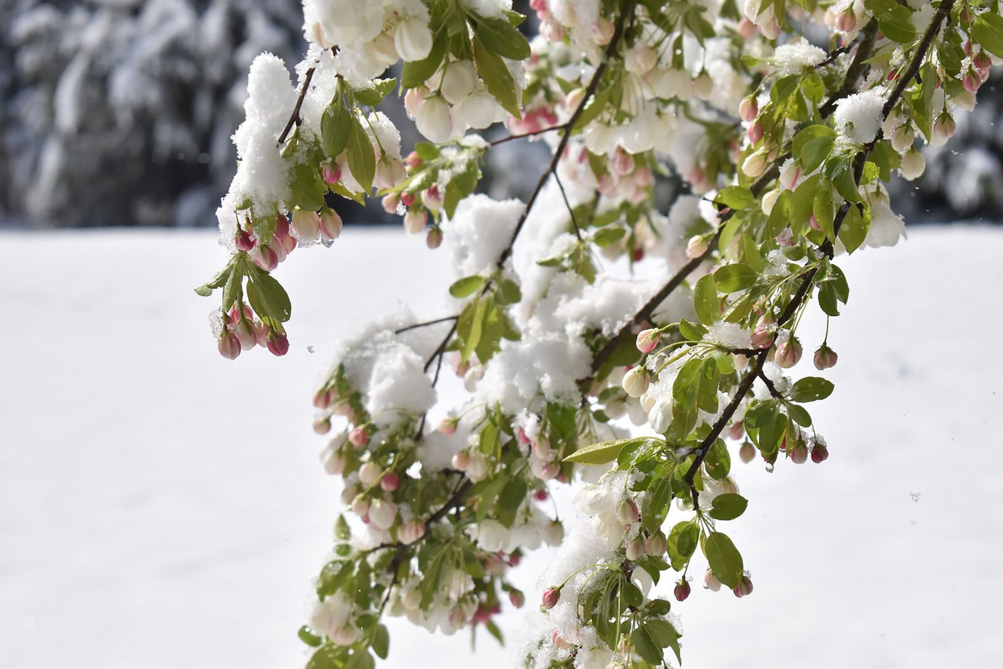 freezing leaf with flowers