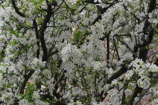 White Flowers