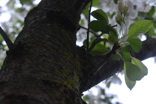 beautiful tree trunk with leaves