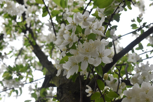 White Flowers