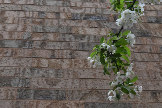 Flowers with Bricks