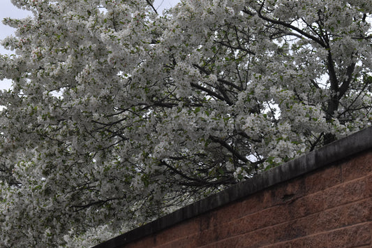 Big White Flowers Tree