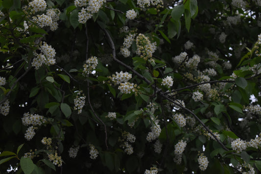 White Flowers Tree