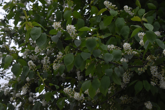 Amazing Green Leaves