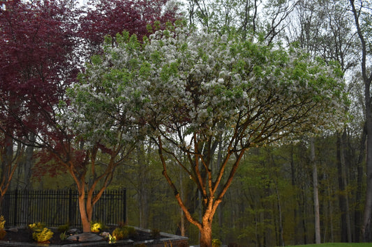 Beautiful Multicolored Trees