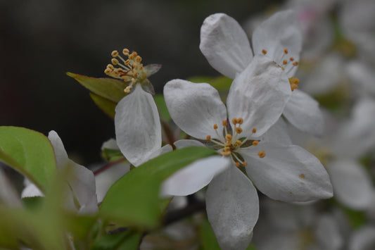 White Flower