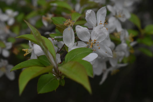 White Flower With Green Leaf