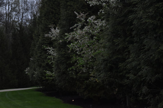 Trees In The Middle Of Forest