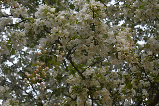 Beautiful Flowers