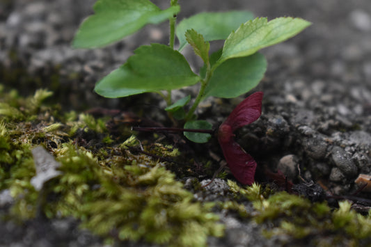 Green Leaf With Dark Pink Flower