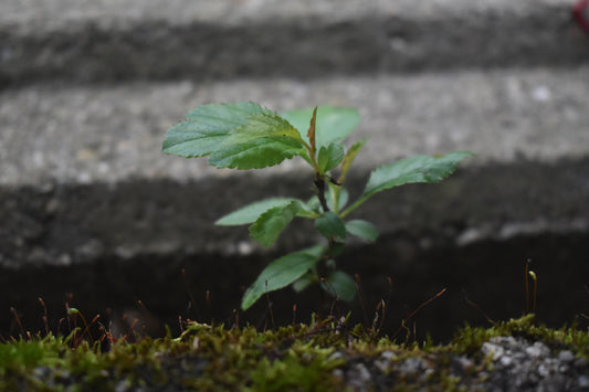 Green Plant With Leaves