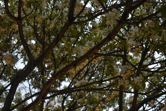 Beautiful Tree With White Flowers