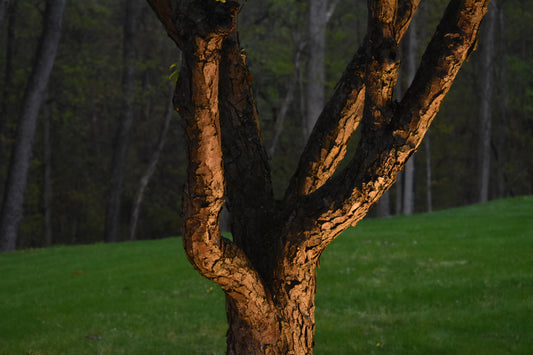 A Tree In The Middle Of Meadow