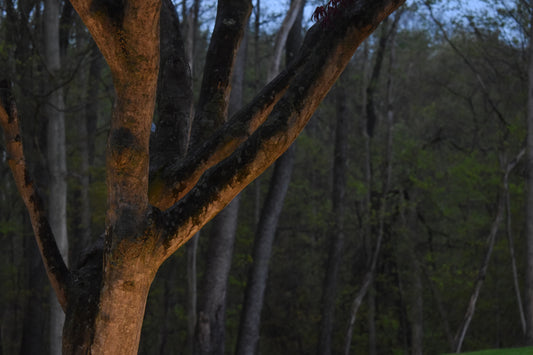 Tree In The Middle of Forest