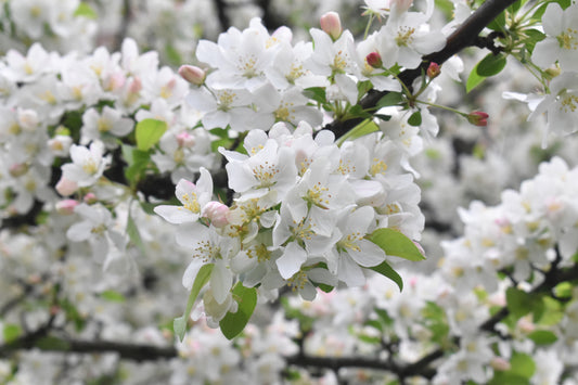 Amazing White Flowers