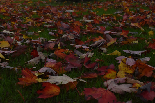 Autumn Leaves Falling