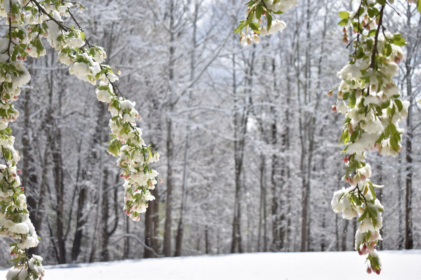 winter forest