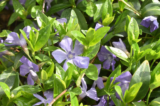 light green leaf with flowers