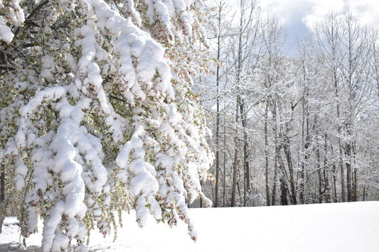 freezing flowers