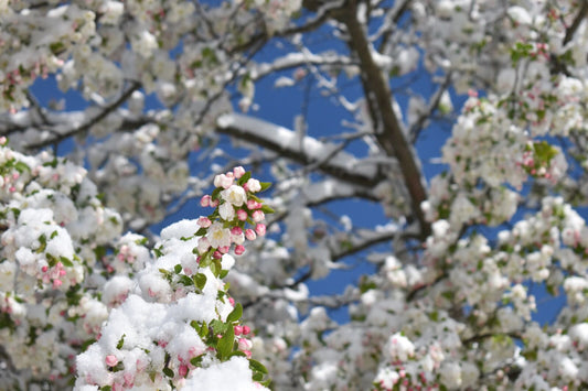 winter flowers