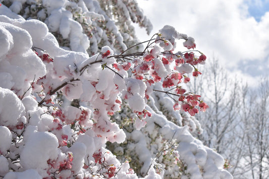 snow on flowers